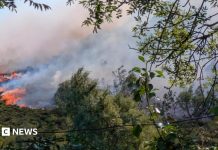 Impactul catastrofic ascuns al incendiilor de vară, avertizează oamenii de știință