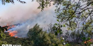 Impactul catastrofic ascuns al incendiilor de vară, avertizează oamenii de știință 0 (0)