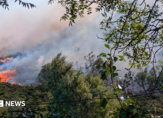 Impactul catastrofic ascuns al incendiilor de vară, avertizează oamenii de știință 0 (0)