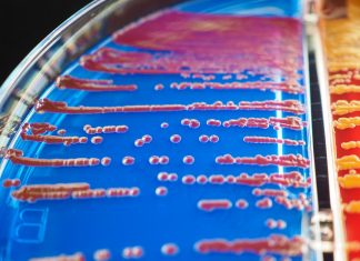 Terapia cu fagi: Virusurile bune care distrug bacteriile periculoase.