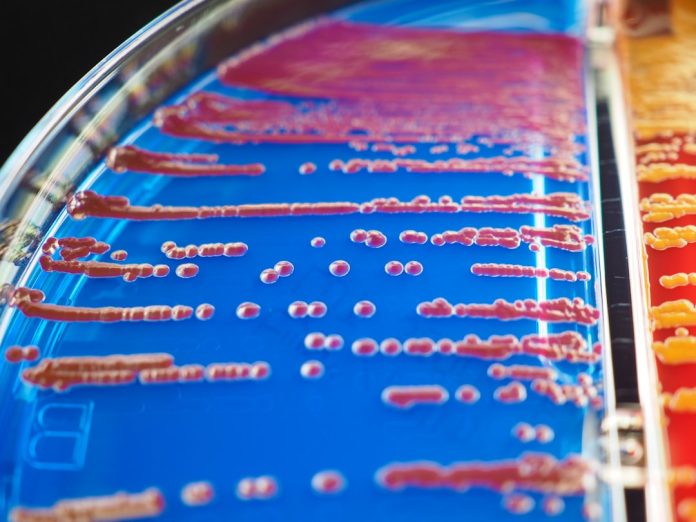 Terapia cu fagi: Virusurile bune care distrug bacteriile periculoase.