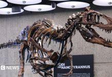 Scheletul unui dinozaur rar, vândut la licitație pentru 47,3 milioane de dolari la New York