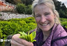Ceai scoțian? Cum schimbările climatice ar putea transforma agricultura din Scoția