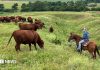 Crescătorii americani de vite între costuri uriașe și dileme politice