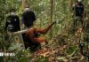 Opt urangutani eliberați în sălbăticie după incendiile devastatoare din Borneo