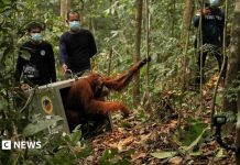 Opt urangutani eliberați în sălbăticie după incendiile devastatoare din Borneo