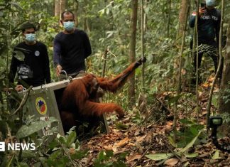 Opt urangutani eliberați în sălbăticie după incendiile devastatoare din Borneo 4.6 (9)