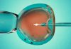 Când spermatozoidul întâlnește ovulul, roboții intră în scenă: cum automatizarea promite să revoluționeze fertilizarea in vitro