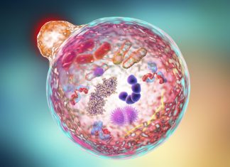 Oprirea îmbătrânirii celulare ar putea ajuta la tratarea fibrozei 0 (0)