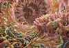 O bacterie intestinală ar putea încetini formarea plăcilor de ateroscleroză