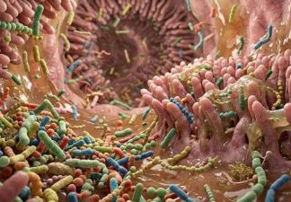 O bacterie intestinală ar putea încetini formarea plăcilor de ateroscleroză 0 (0)