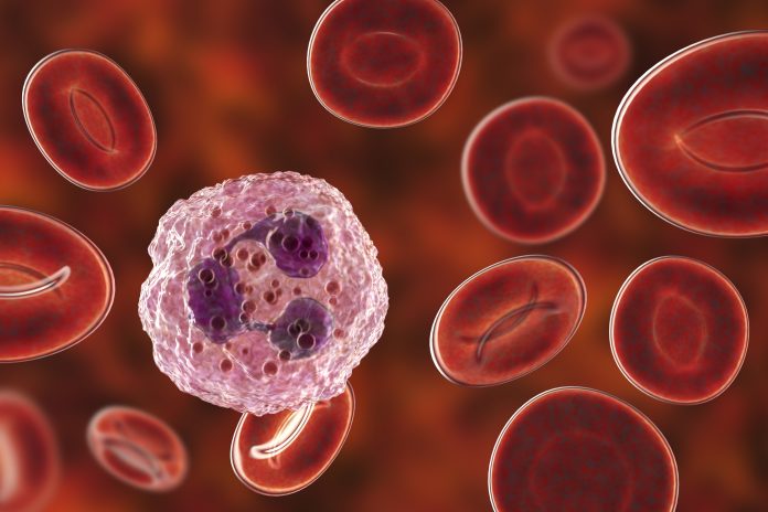 Neutrophil-1133641153