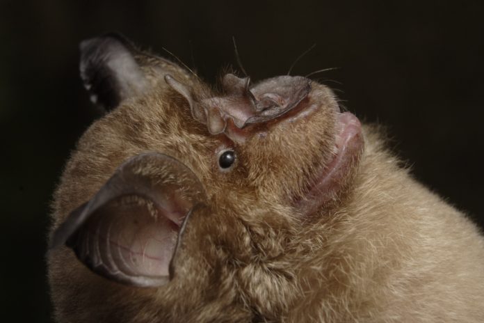 Rhinolophus-bat-image
