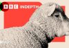 De ce dispar oile din peisajul rural britanic și de pe mesele noastre