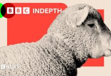 De ce dispar oile din peisajul rural britanic și de pe mesele noastre