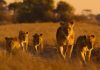 Africa, casa sălbatică a planetei: povești uimitoare din inima naturii