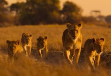 Africa, casa sălbatică a planetei: povești uimitoare din inima naturii