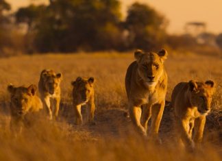 Africa, casa sălbatică a planetei: povești uimitoare din inima naturii 0 (0)