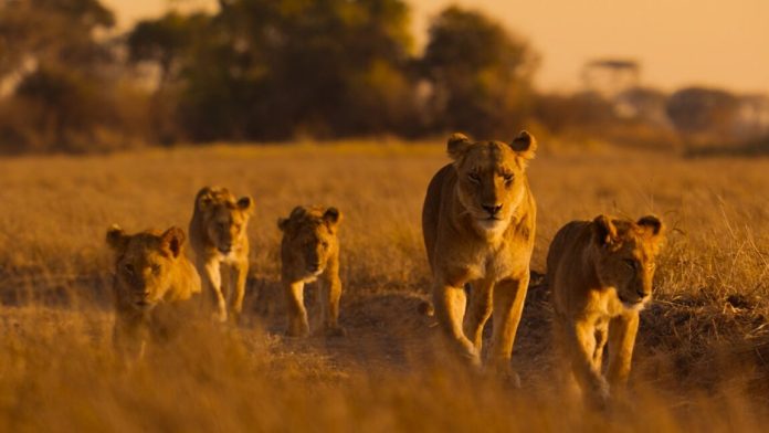 africa3-1152x648