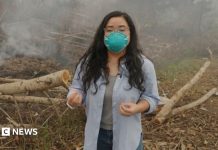Fumul toxic din Indonezia: când incendiile de vegetație devin o criză regională