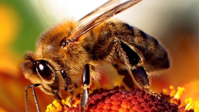 bee-TOP-1152x648-1791731084