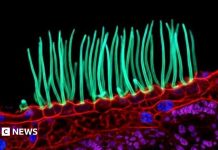 O imagine microscopică stârnește controverse în competiția Nikon din cauza inteligenței artificiale