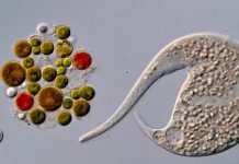 Un nou câștigător la Nikon Small World in Motion, după descalificarea unui video realizat cu ajutorul inteligenței artificiale