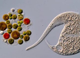 Un nou câștigător la Nikon Small World in Motion, după descalificarea unui video realizat cu ajutorul inteligenței artificiale 0 (0)